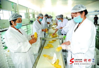 代县金九州农产品公司靠水果玉米兴企富民 代县视窗 山西新闻网忻州频道